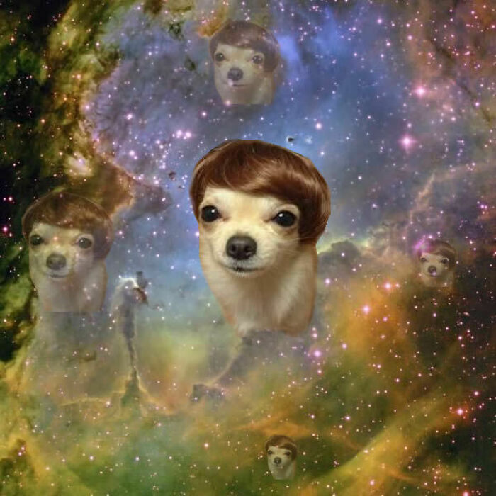 Chihuahua faces with wigs floating in a colorful galaxy, showing wild and unhinged Photoshop effects.