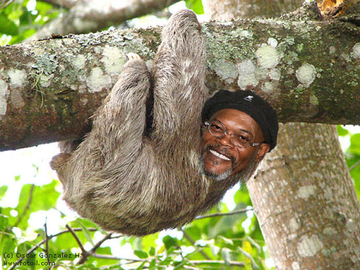 Unhinged and wild Photoshop image of a sloth with a human face hanging from a tree branch in the jungle.