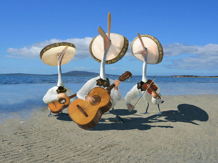 Three geese wearing sombreros playing guitars and a violin on a beach in unhinged and wild photos.