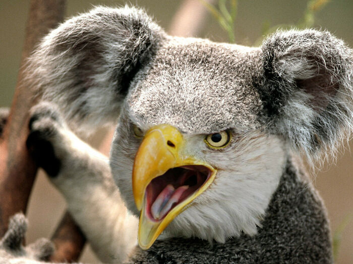 Hybrid animal with a koala's body and an eagle's head, creating an unhinged and wild Photoshop-style image.