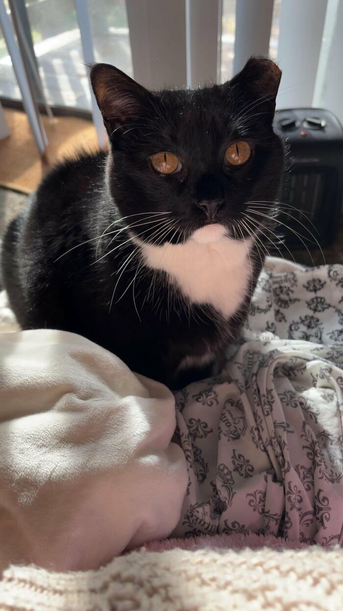 30 Heart-Melting Stories Which Prove That The Cat Chooses Its Parent, Not The Other Way Round