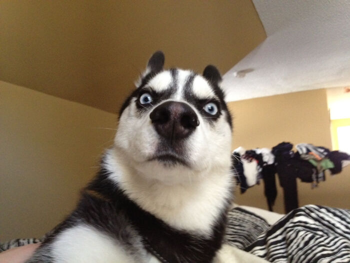 Husky dog with wide eyes making a funny face, perfect for hilarious dogs and amazing memes content.