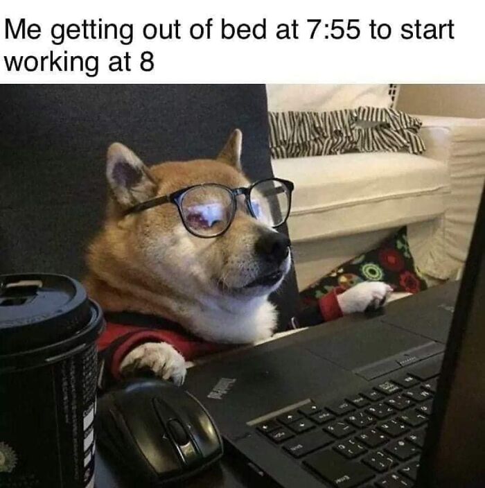 Dog wearing glasses sitting at computer, a funny meme showing dogs turned into amazing memes for laughs.