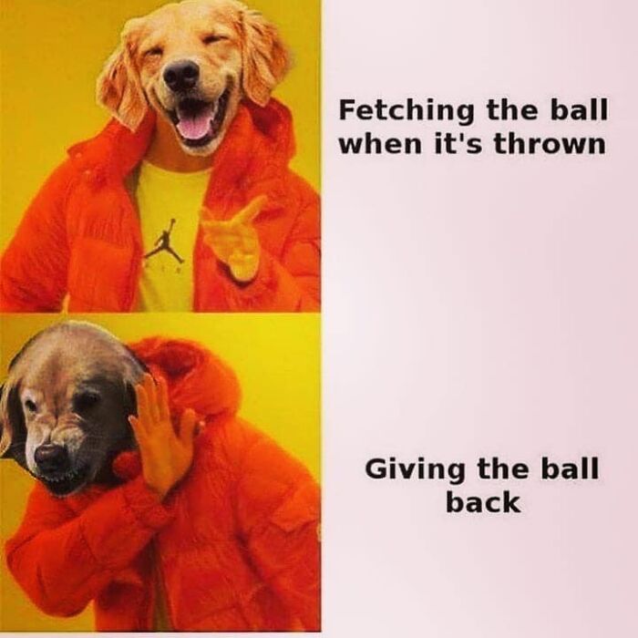 Dog meme showing a funny dog enjoying fetching the ball but refusing to give the ball back, capturing dogs funny moments.