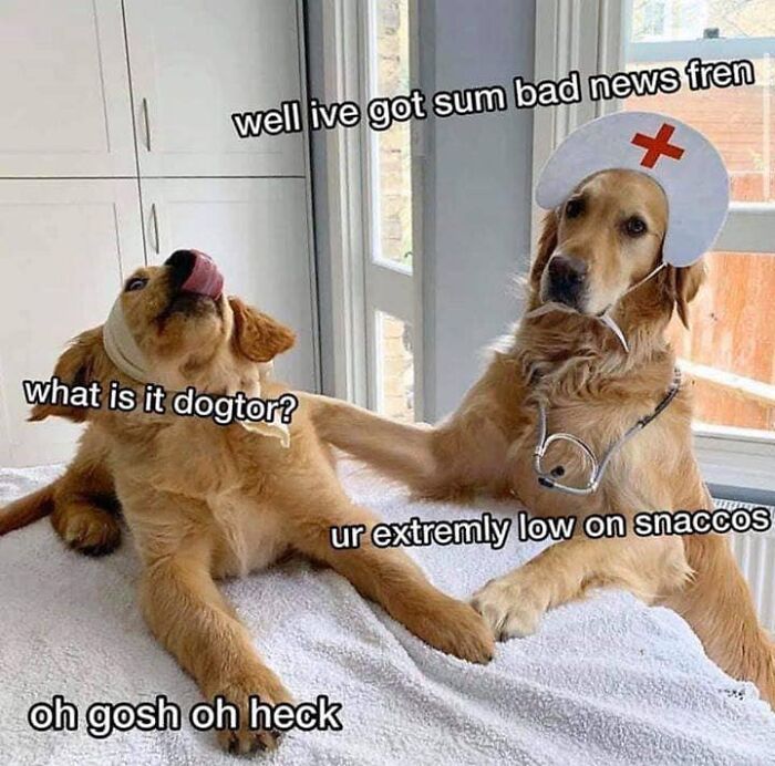 Two funny dogs dressed as doctor and patient, creating a humorous meme about being low on snacks.