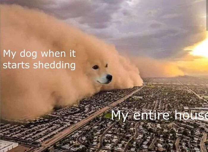 Massive dust storm with a dog's face edited in, humorously depicting dogs funny shedding memes over a suburban neighborhood.