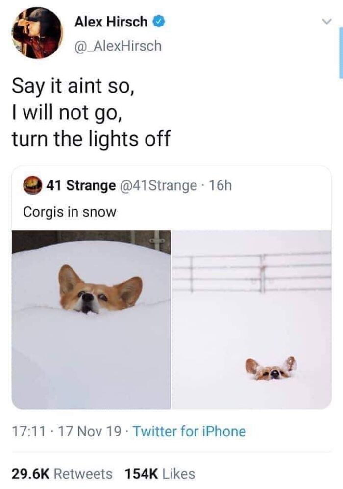 Corgis partially buried in snow, humorously captured in funny dog memes popular on social media.