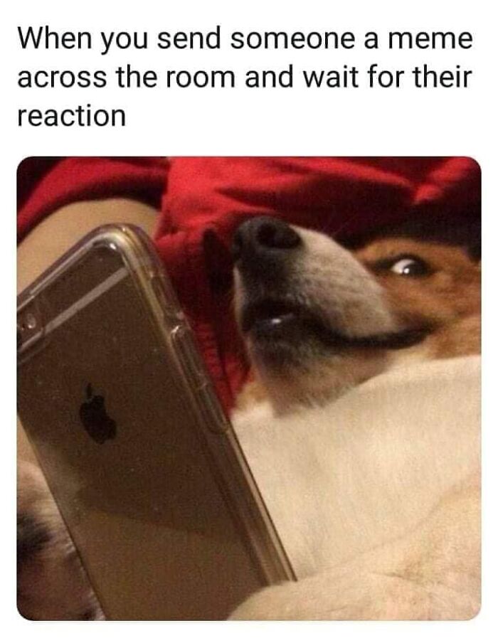 Dog lying down looking surprised at a phone screen, capturing a funny moment for dog memes and reactions.