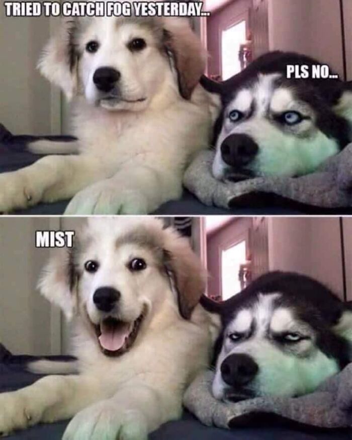 Two dogs with funny expressions in a meme illustrating humorous moments from funny dog memes.