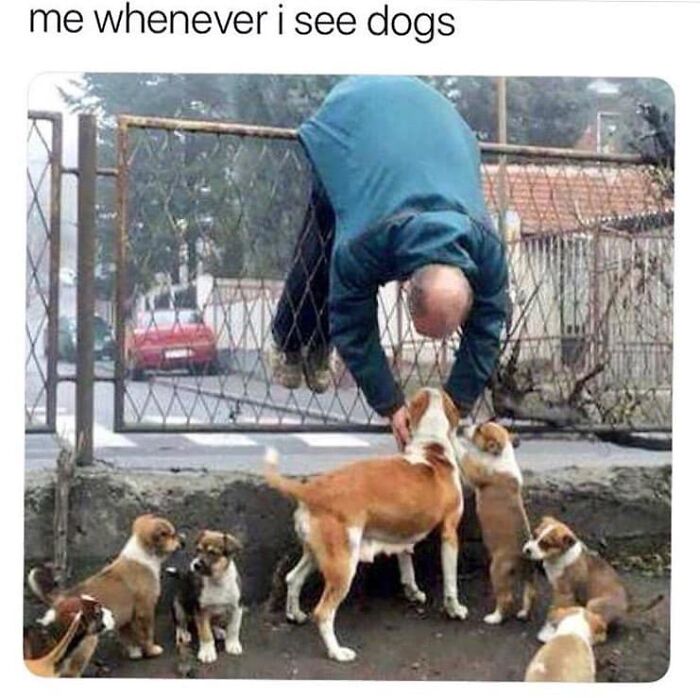 Man humorously climbing over a gate to pet a group of dogs, capturing a funny dog meme moment.