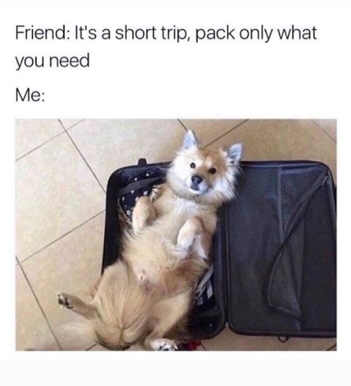 Funny dog lying in an open suitcase with caption about packing for a short trip, showcasing dogs in hilarious memes.