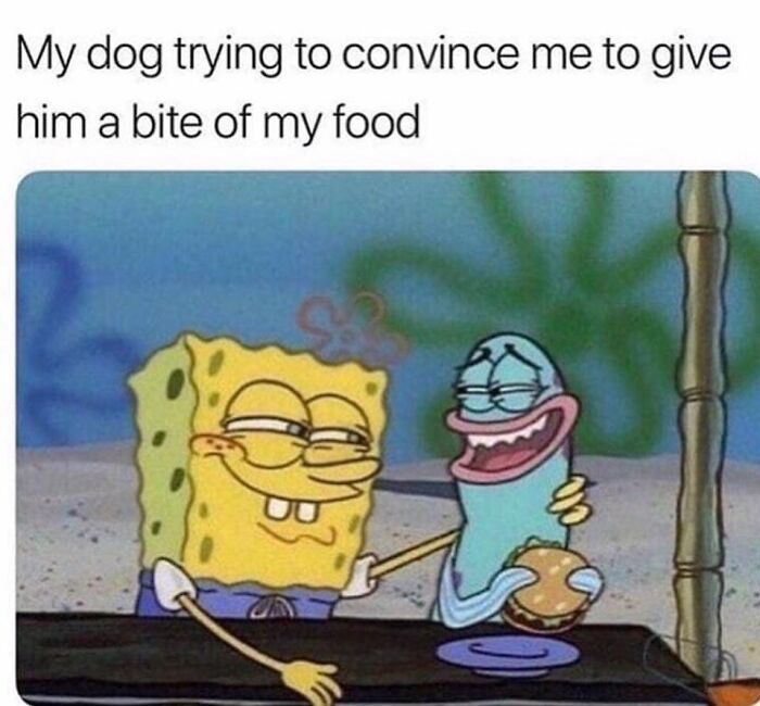 SpongeBob meme showing funny dog behavior trying to convince for food, perfect for hilarious dog memes and funny dog moments.