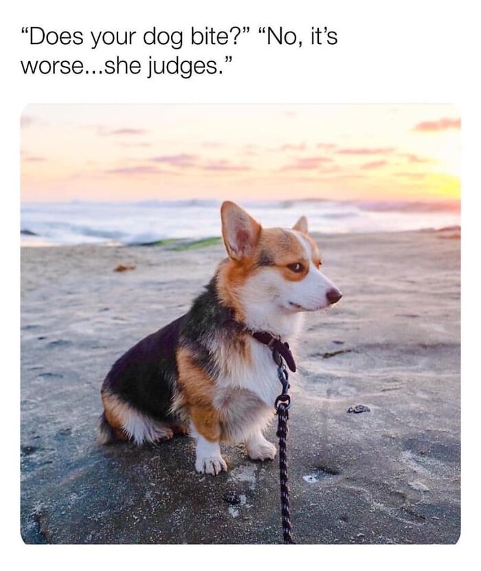 A funny dog sitting on the beach with a judging expression, perfect for hilarious dog memes.