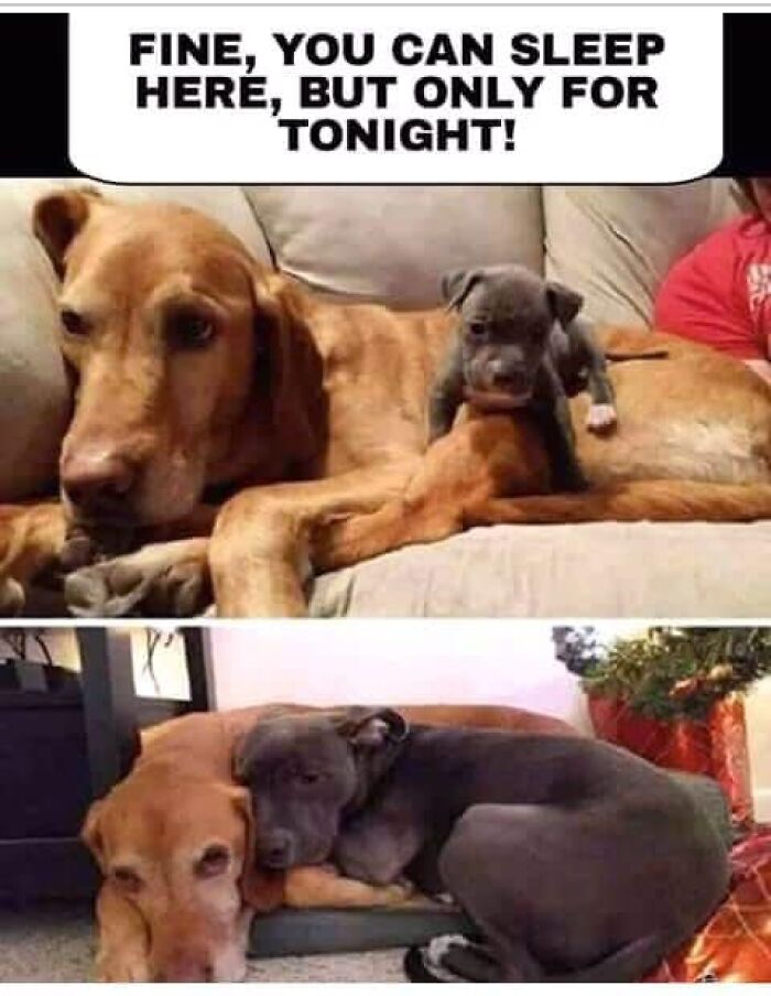 Two dogs cuddling on a couch in funny moments captured as amazing dog memes.