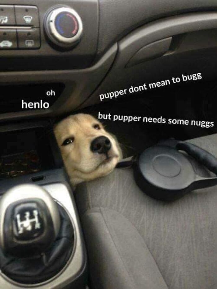 Funny dog peeking from car floor with meme text, showcasing dogs in hilarious and relatable meme moments.