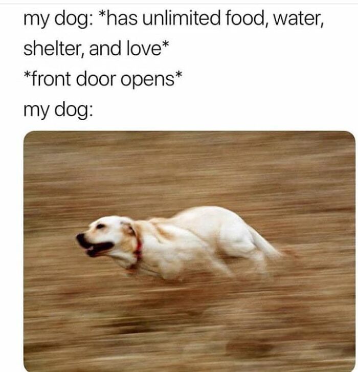 Fast-moving dog running excitedly toward an open door, capturing a funny dog meme moment.