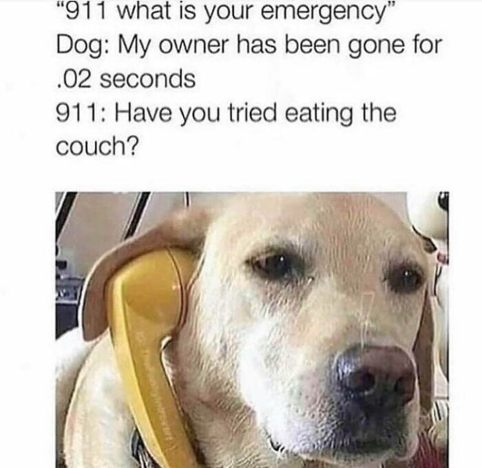 Funny dog meme showing a dog on the phone humorously describing destructive behavior when left alone.
