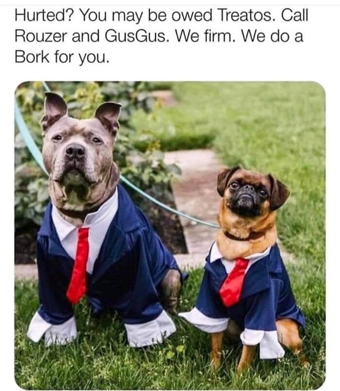 Two dogs dressed in suits and red ties posing outdoors in a funny meme about dogs with legal services.
