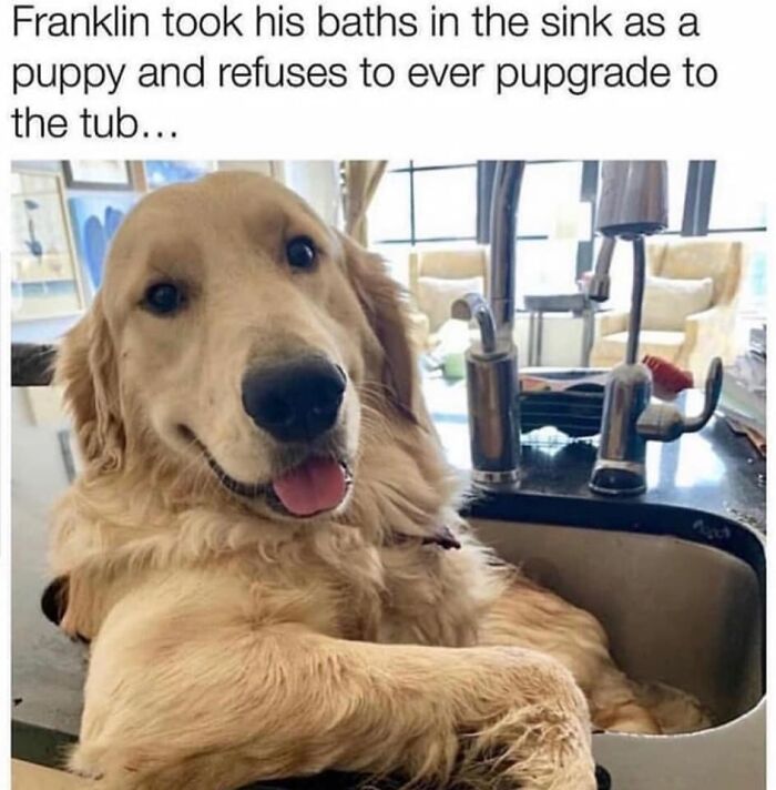 Golden retriever sitting in sink for bath, showing funny behavior captured in popular dog memes.
