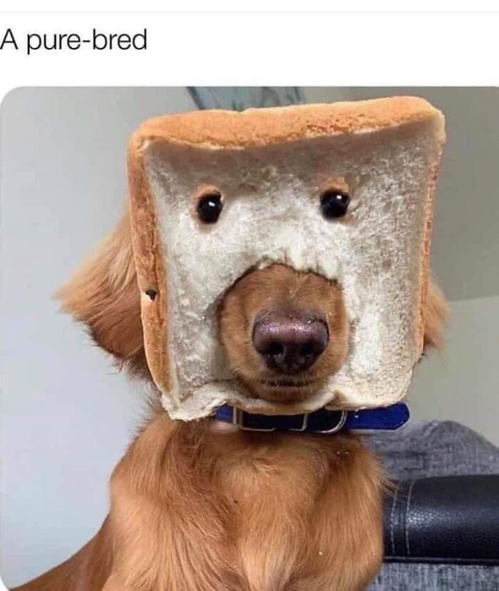 Dog wearing a slice of bread on its head, creating one of the funniest dog memes with a pure-bred look.