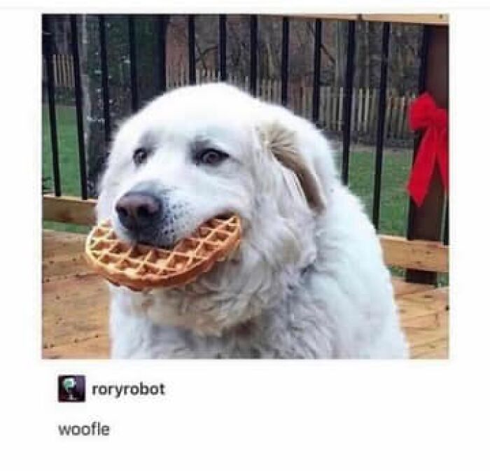 White fluffy dog holding a waffle in its mouth, a funny moment perfect for dogs funny memes.