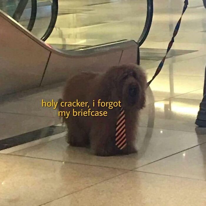 Dog wearing a striped tie standing on a shiny floor with funny meme text about forgetting a briefcase.