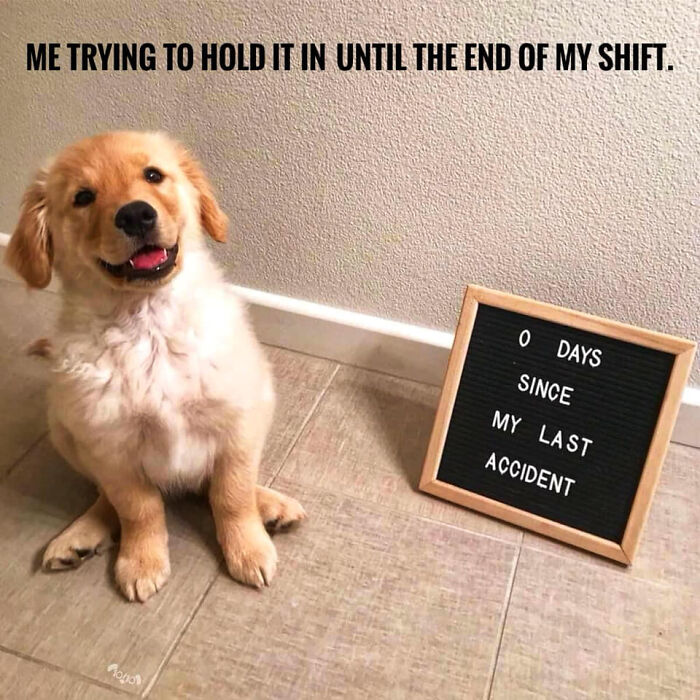 Funny dog sitting next to a sign reading zero days since last accident, perfect for hilarious dog memes.