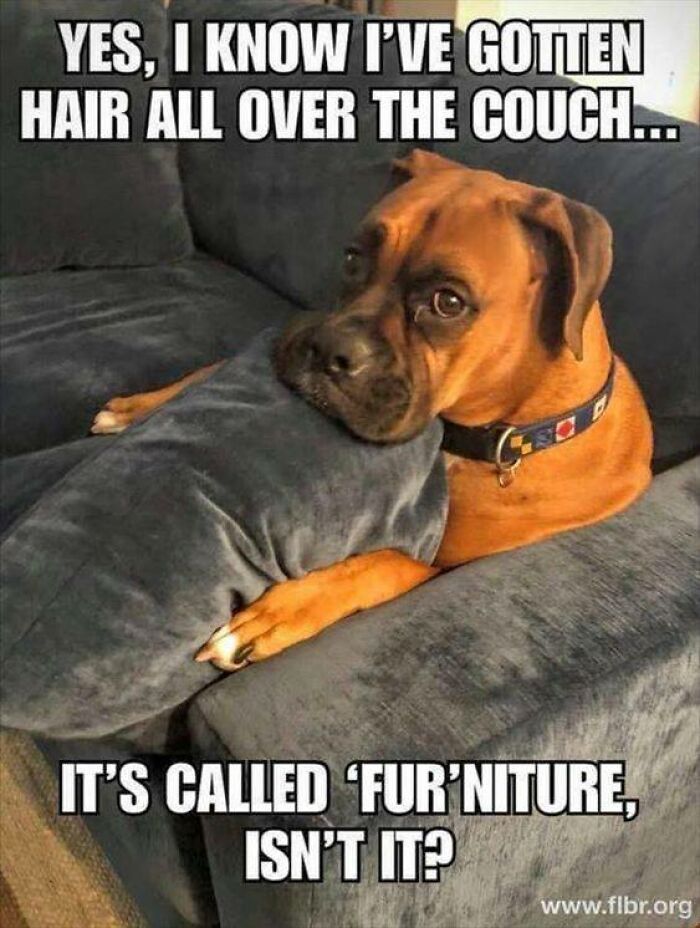 Funny dog lying on couch with pillow, shedding hair and humorous meme text about dog fur on furniture.
