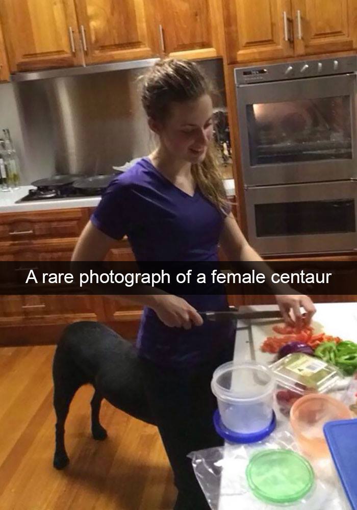 A funny meme showing a woman with a dog's body in a kitchen, illustrating dogs being so funny in memes.