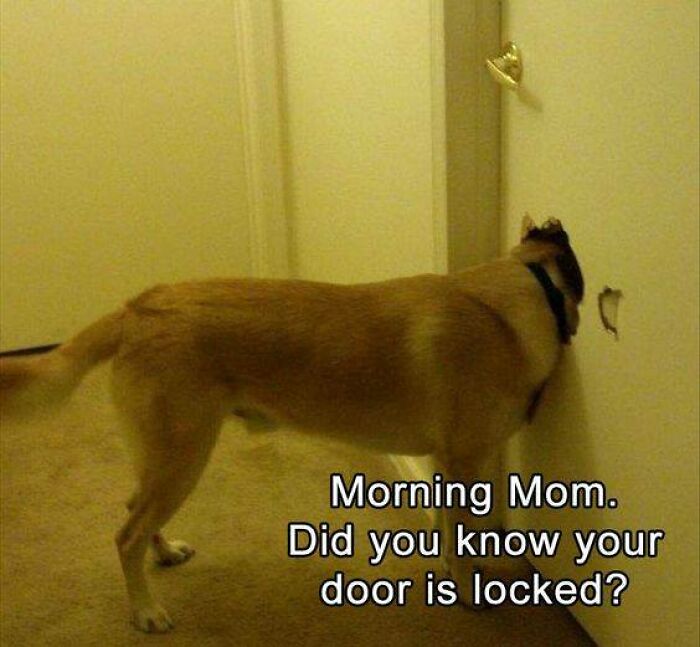 Dog with head stuck in door, meme text reads morning mom did you know your door is locked, funny dog meme.