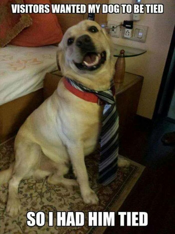 Happy dog wearing a tie indoors, illustrating one of the funniest dog memes from popular dog meme collections.