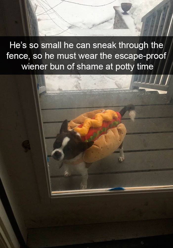 Small dog dressed in a hot dog costume outside a snowy porch, one of the funny dogs turned into amazing memes.