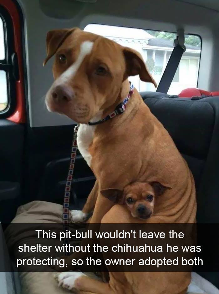 Pit bull and chihuahua sitting together in a car, showcasing funny dog moments perfect for amazing memes.