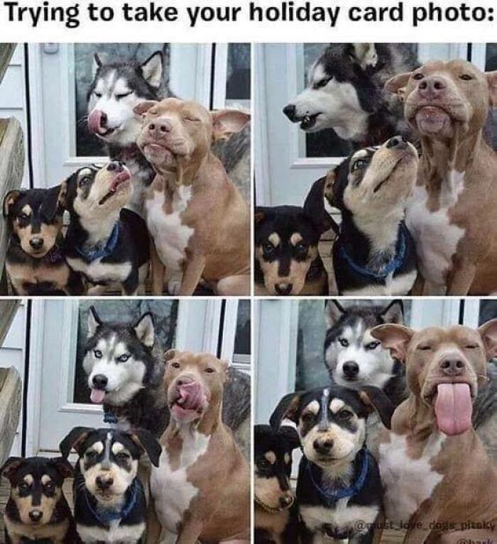 Four-panel funny dog meme showing various dogs making silly faces during a holiday card photo, capturing funny dog moments.