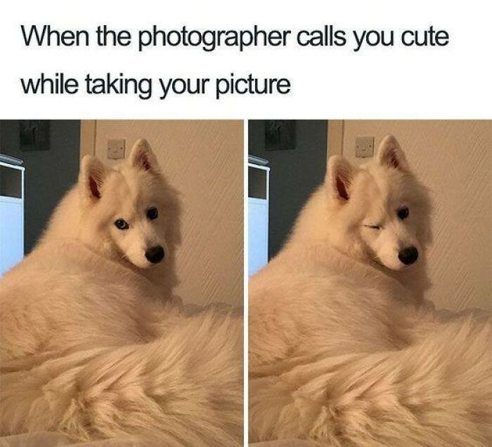Fluffy white dog posing with a cute and funny wink expression, perfect for hilarious dog memes.