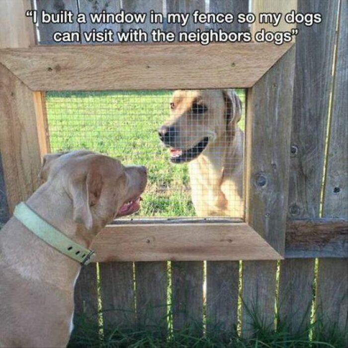 Two dogs smiling at each other through a window in a wooden fence, showcasing funny dog moments meme.