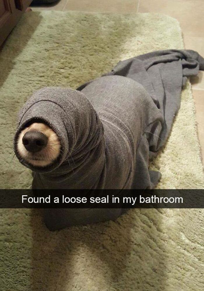 Dog wrapped in gray fabric on a rug, resembling a seal, in a humorous meme from funny dog memes collection.