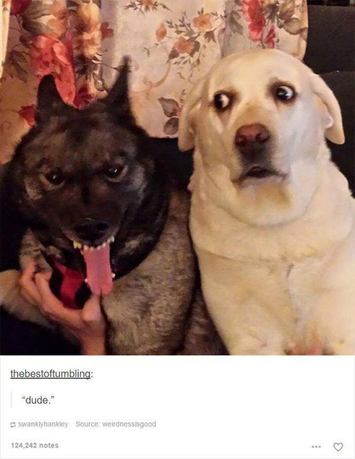 Two funny dogs with contrasting expressions sitting side by side in a memeable moment for amazing dog memes.