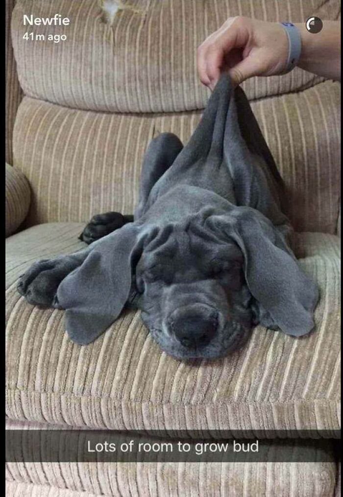 Funny dog lying on a couch with its skin stretched, showcasing a humorous moment perfect for funny dog memes.