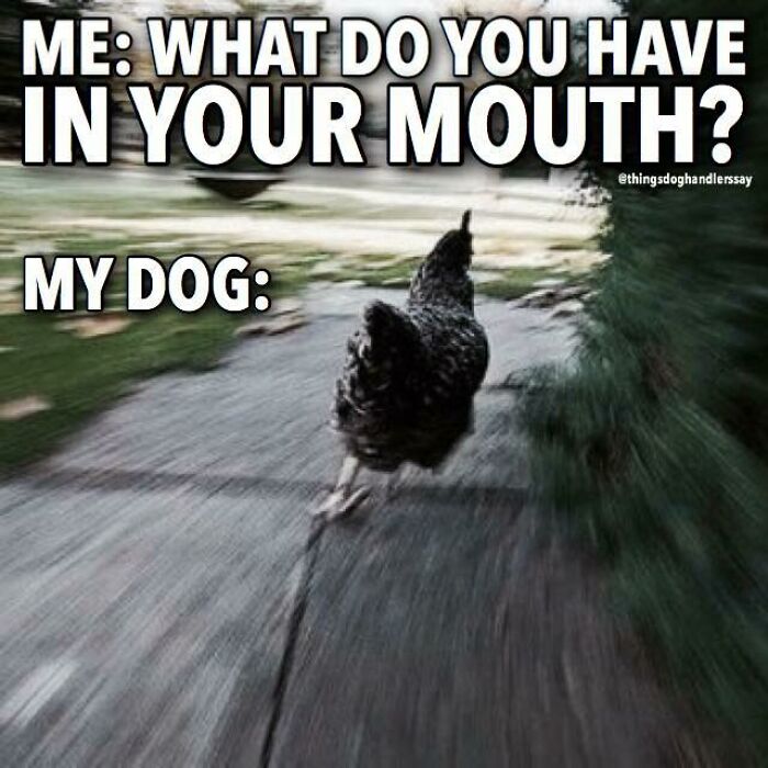 Blurry photo of a running chicken used humorously to depict dogs being so funny in memes.