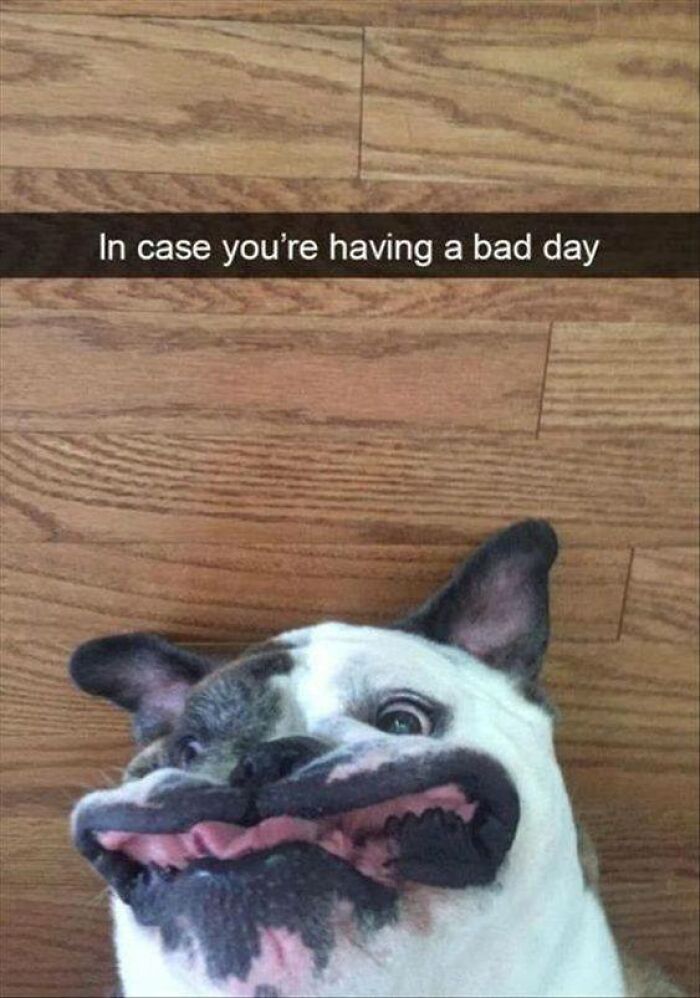 Funny dog making a silly face on wooden floor, a perfect example of dogs turned into amazing memes.