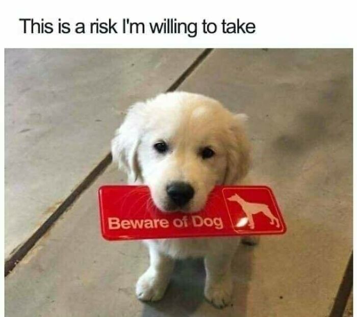 Puppy holding a Beware of Dog sign in its mouth, creating a funny dog meme moment.