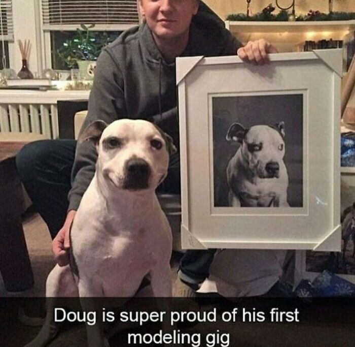 Dog posing proudly next to framed photo of himself, showcasing one of the funniest dogs turned into amazing memes.