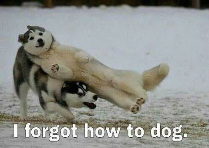 Two funny dogs playing in the snow, perfectly capturing moments that inspired amazing dog memes.