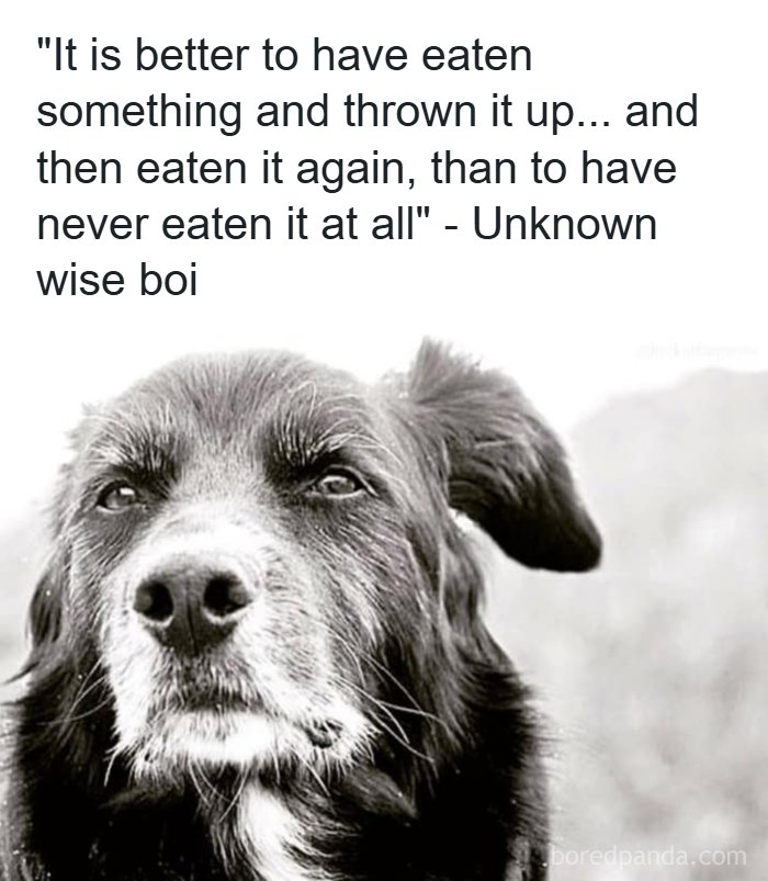 Black and white photo of a thoughtful dog meme with a funny quote about eating and throwing up funny dog memes.