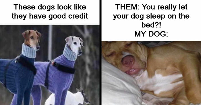 106 Hilarious Memes That You Might Want To Show Your Dog