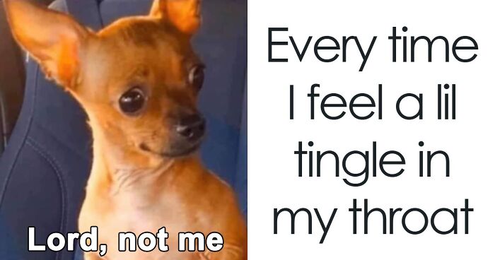 106 Hilarious Memes That You Might Want To Show Your Dog