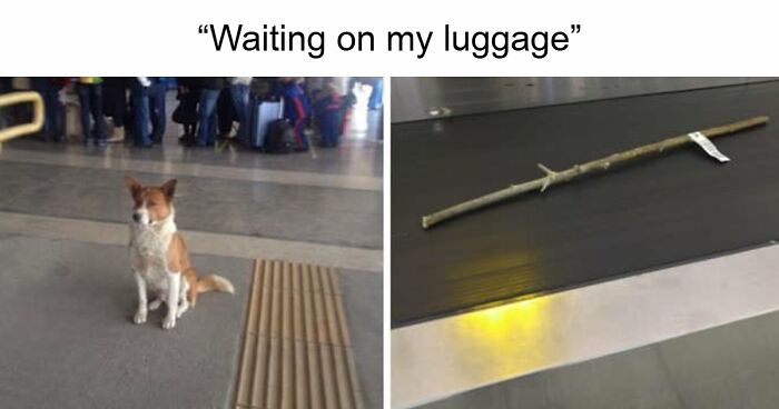 106 Adorable Dog Memes That Should Turn Your Frown Upside Down