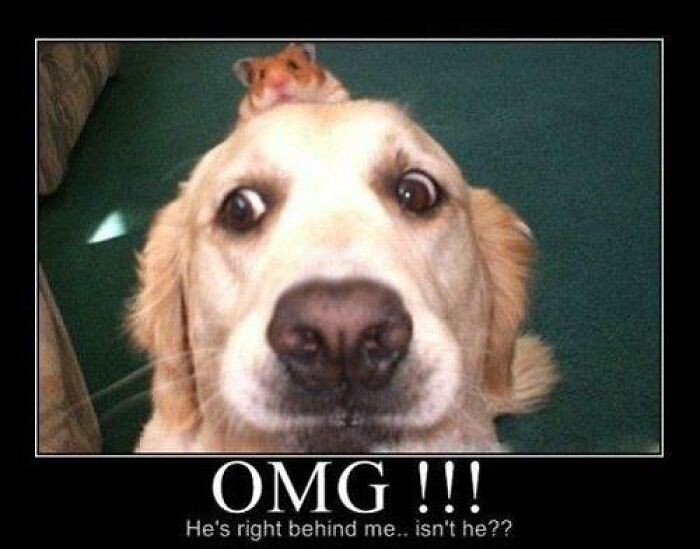 Funny dog with wide eyes and a hamster on its head creating a hilarious moment perfect for funny dog memes.