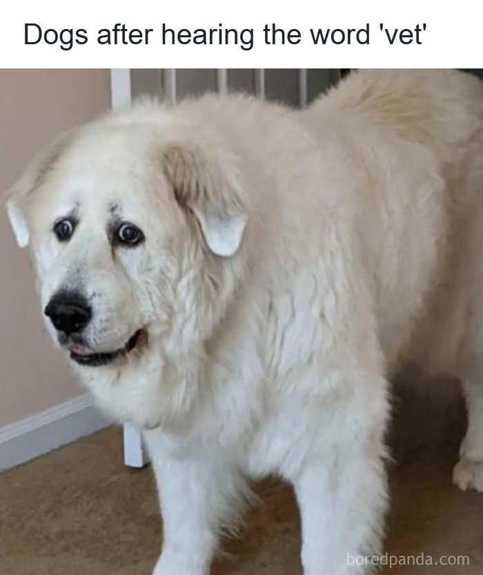 A large white dog looking anxious and funny, a perfect example of dogs turned into amazing memes.